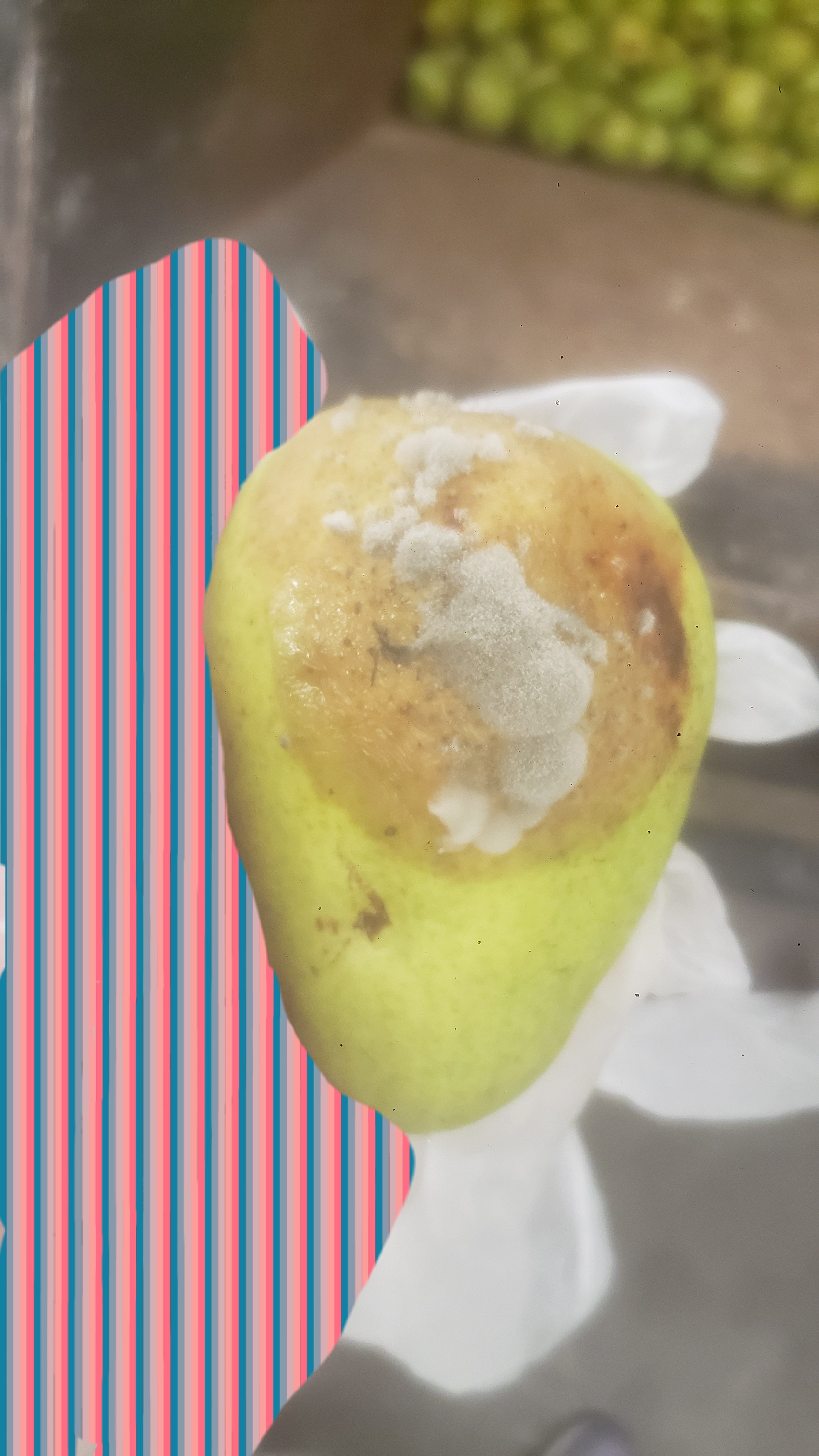 Gloved hand holds pear that has mold growing on it.